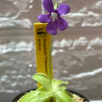 046 Pinguicula Tehuacan
