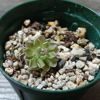 049 Pinguicula debbertiana KCPS S