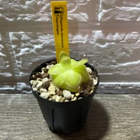 080 Pinguicula moranensis Copenhagen