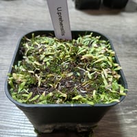 048 Utricularia prehensilis