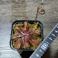 083 Drosera colinsiae