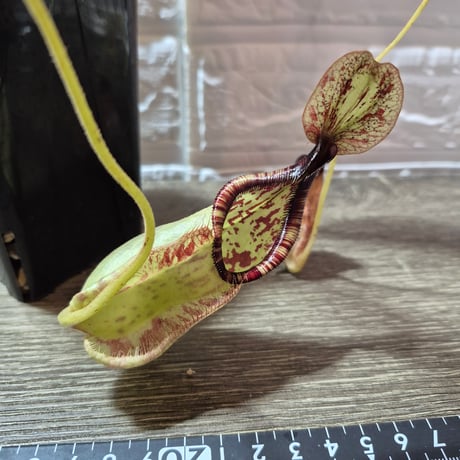 076 Nepenthes rafflesiana white
