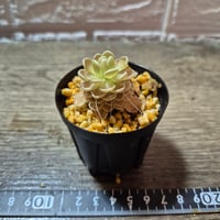 055 Pinguicula debbertiana