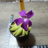 091 Pinguicula sp. Sumidero Ⅰ