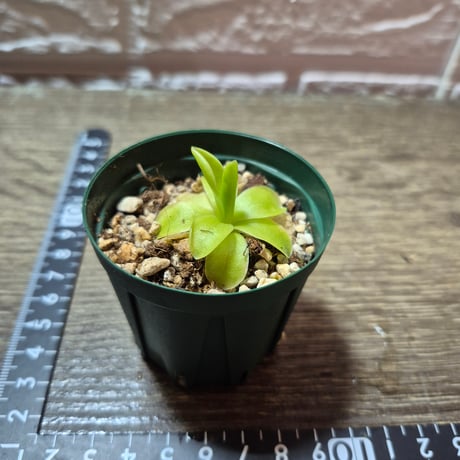 016 Pinguicula ibarrae