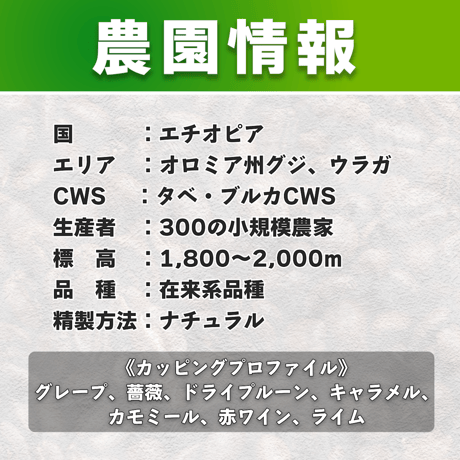 【浅煎り】エチオピア GUJI TABE BURKA G/1 ナチュラル (150g)