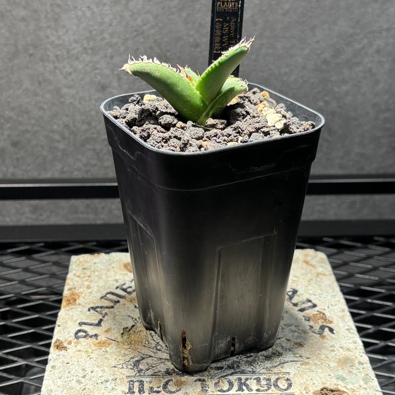 K1482】【MS-WV】子株 ※発根済み | PLANET ROCK PLANTS