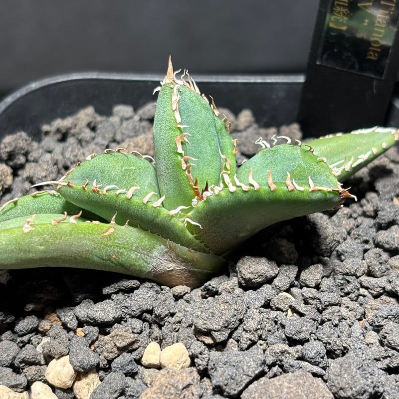 アガベチタノタ MS-WV 子株① K1526】【MS-WV】子株 ※発根済み | PLANET ROCK PLANTS