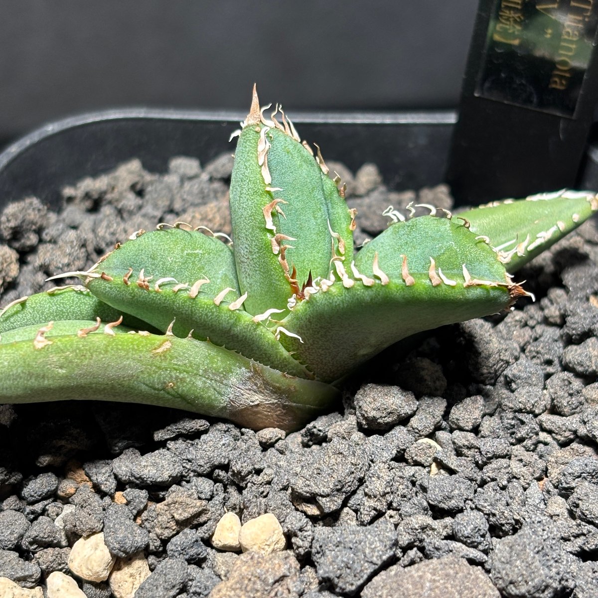 K1526】【MS-WV】子株 ※発根済み | PLANET ROCK PLANTS