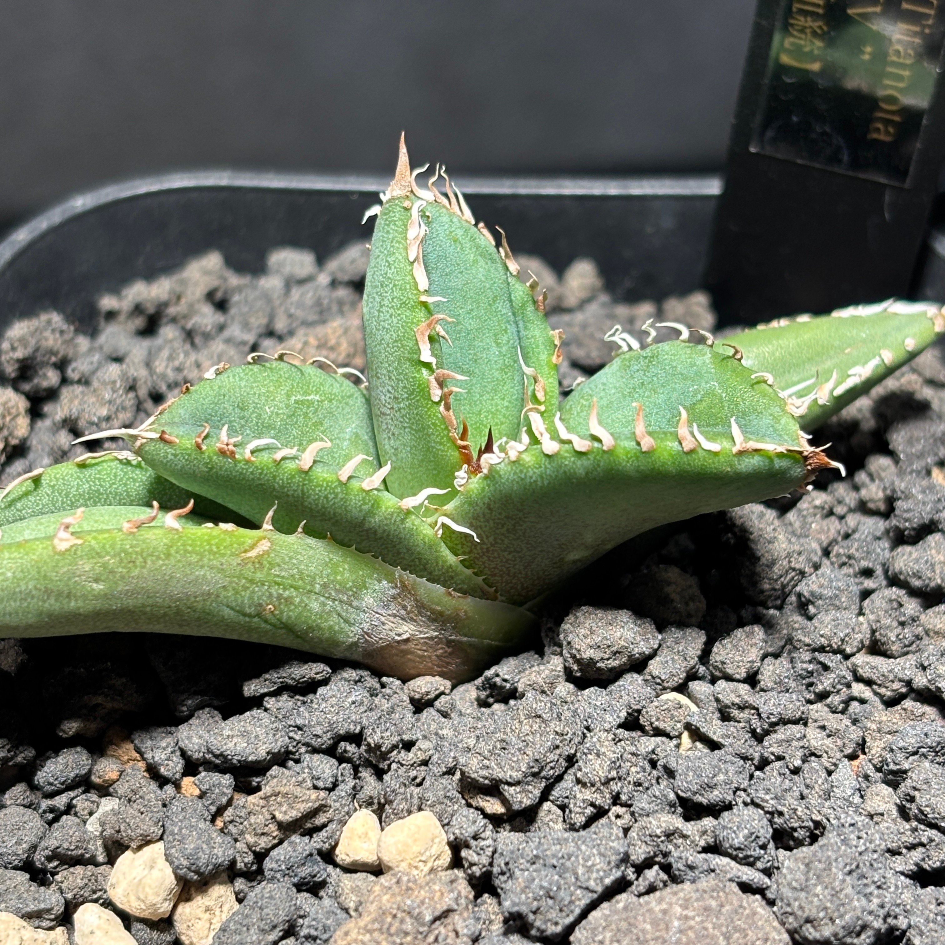 K1526】【MS-WV】子株 ※発根済み | PLANET ROCK PLANTS