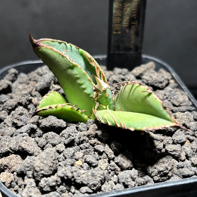 毒刺　NB 子株　ブツブツ　微発根 K1815】【MS-NB】子株 ※発根済み | PLANET ROCK PLANTS