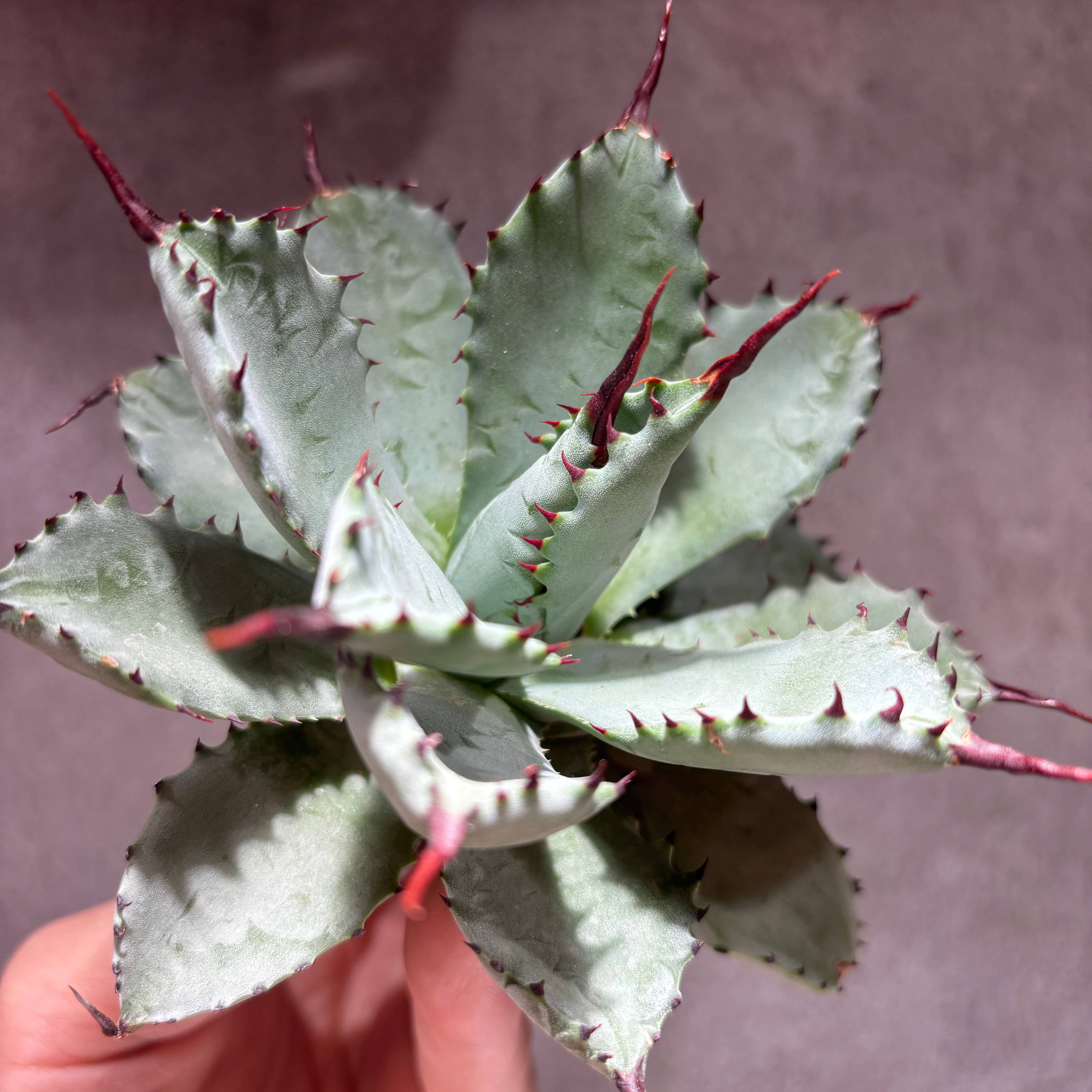 K68C219】【 曲刺八荒雷神 】 ※未発根株 | PLANET ROCK PLANTS