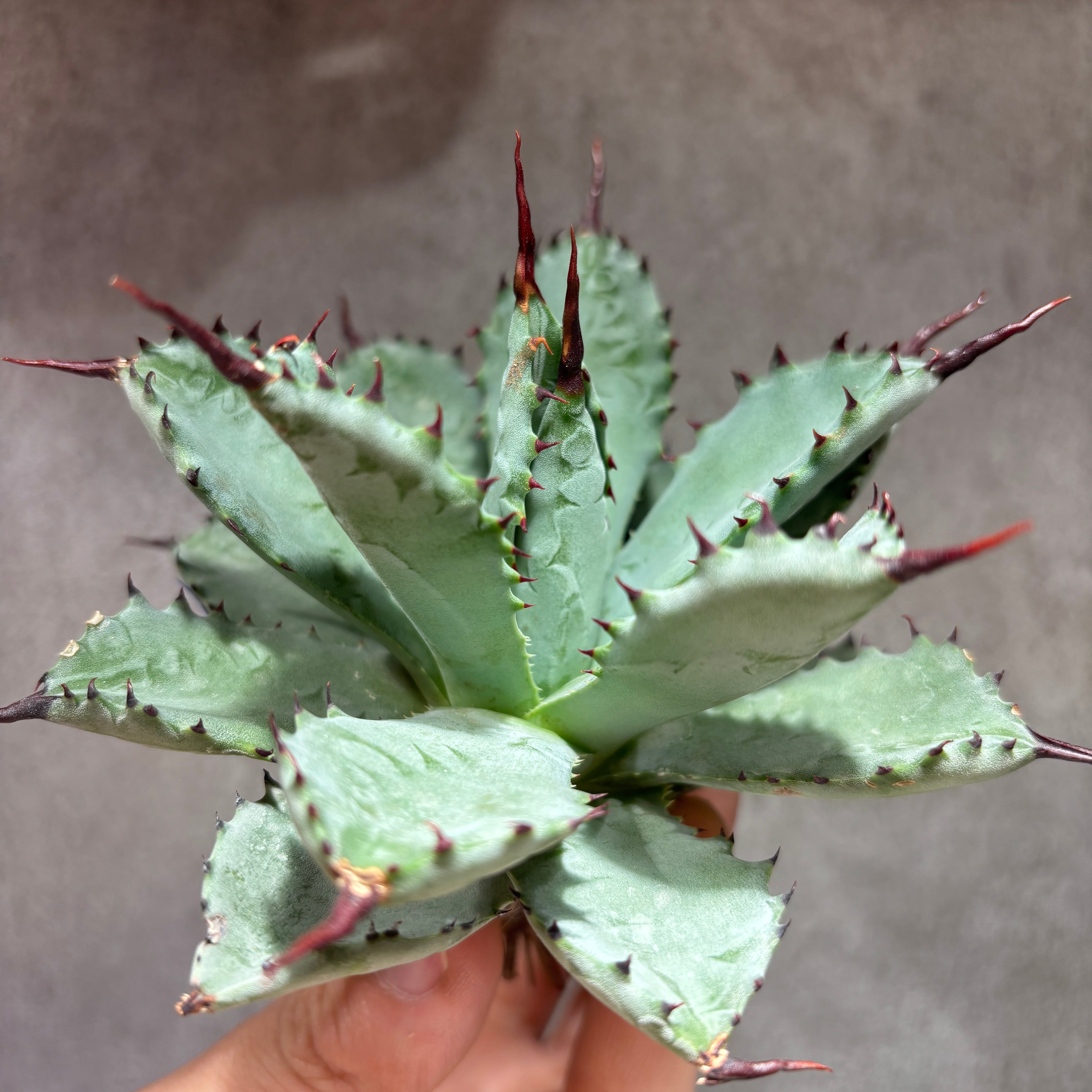 K68C219】【 曲刺八荒雷神 】 ※未発根株 | PLANET ROCK PLANTS