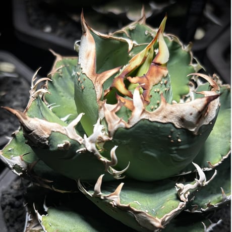 PLANET ROCK PLANTS
