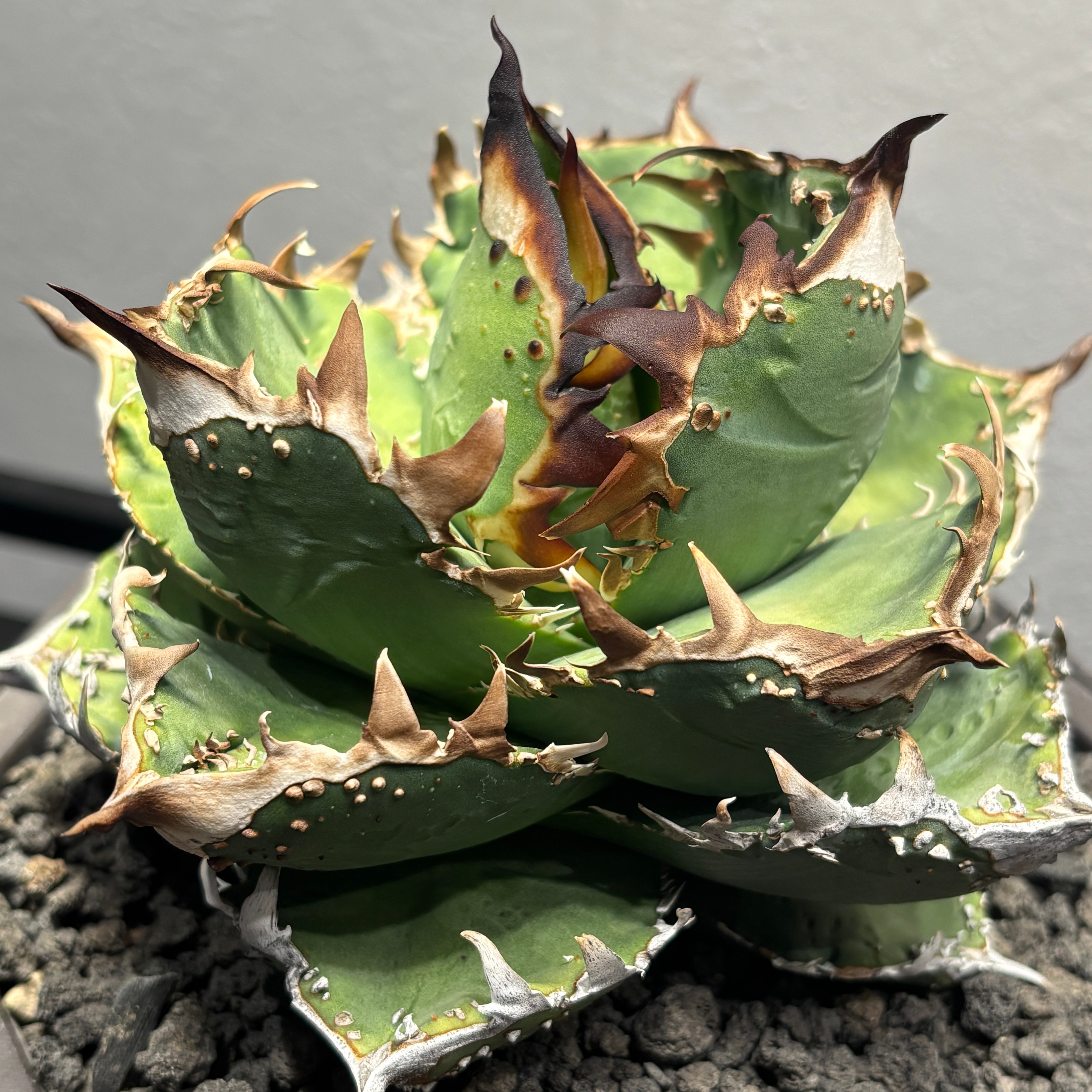 K1816】【MS-NB】子株 ※未発根株 | PLANET ROCK PLANTS