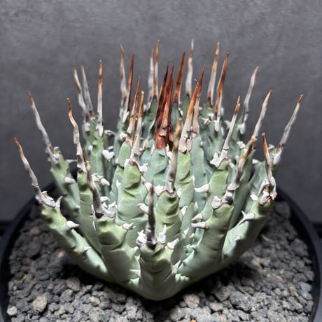 CATEGORY Others | PLANET ROCK PLANTS