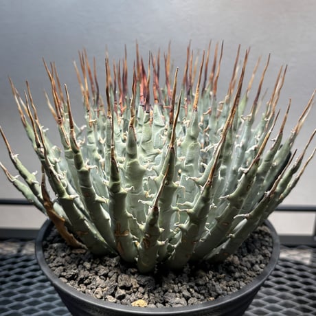 PLANET ROCK PLANTS