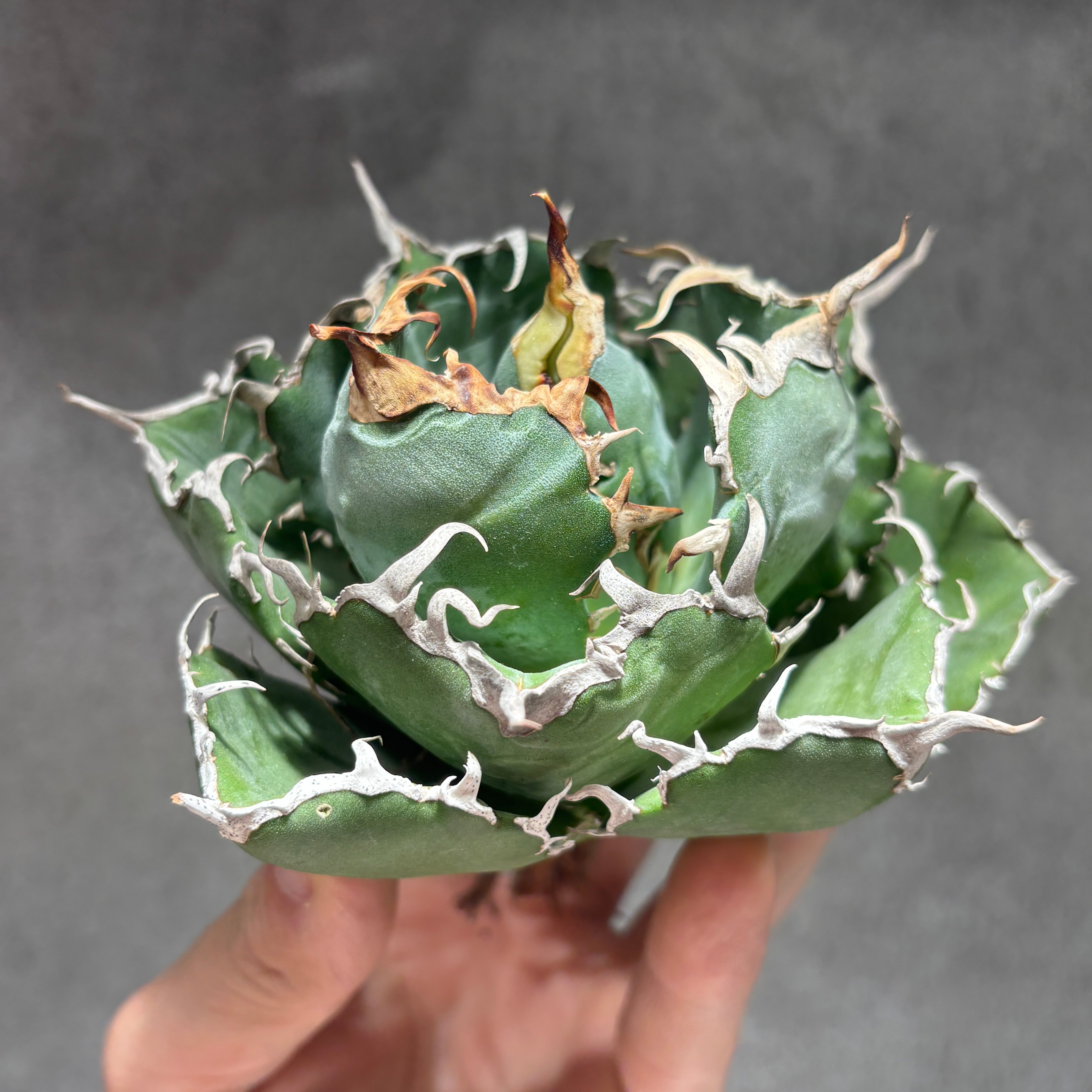 K68C033】【 白鯨 】※未発根株 | PLANET ROCK PLANTS