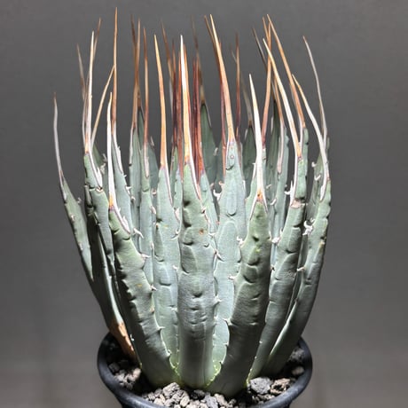 PLANET ROCK PLANTS