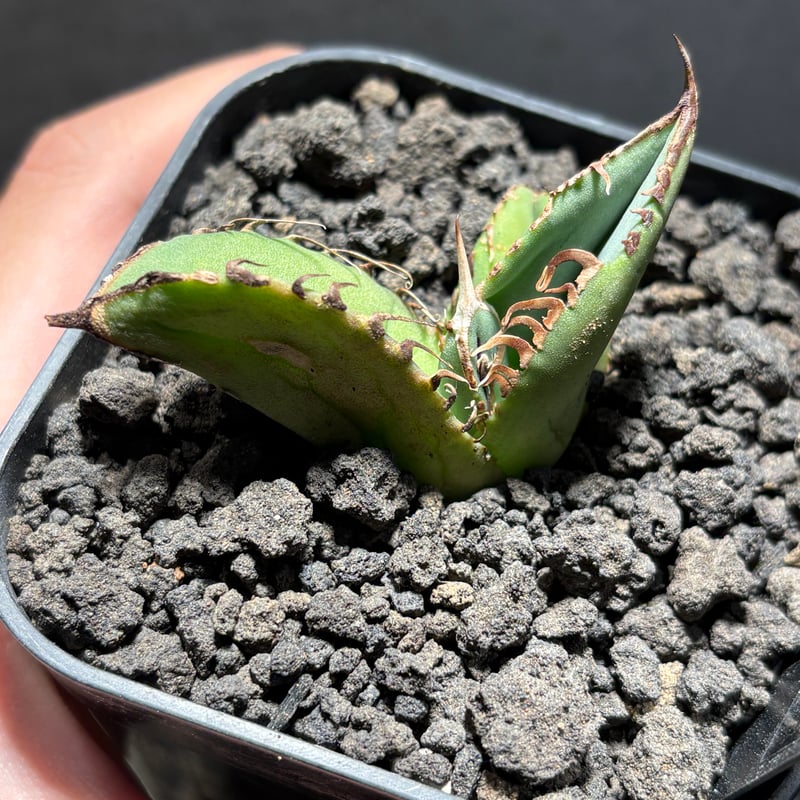 K1815】【MS-NB】子株 ※発根済み | PLANET ROCK PLANTS