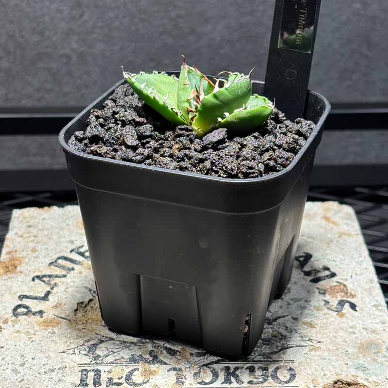 K2382】【 AXE 】子株 ※発根済み | PLANET ROCK PLANTS