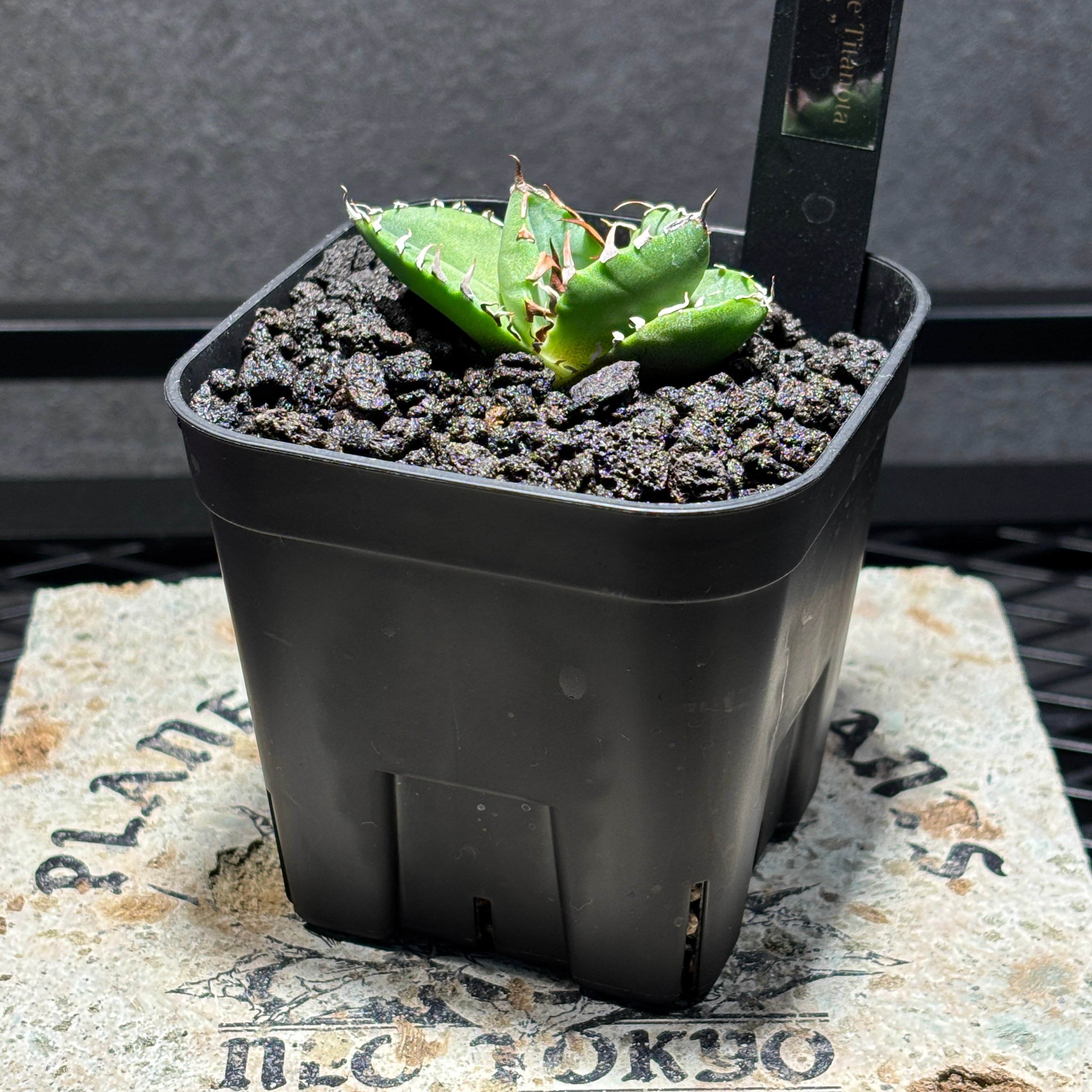 K2382】【 AXE 】子株 ※発根済み | PLANET ROCK PLANTS