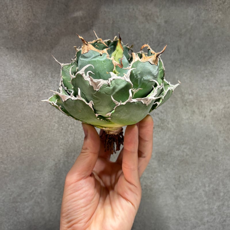白鯨極上株/PLANET ROCK PLANTS K68C028】【 白鯨 】※未発根株 | PLANET ROCK PLANTS