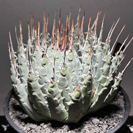 PLANET ROCK PLANTS