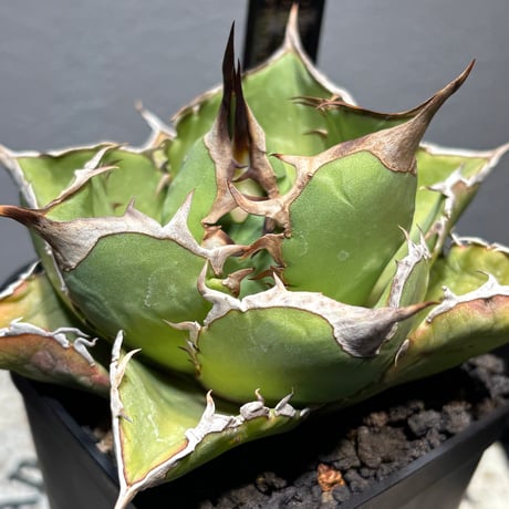 PLANET ROCK PLANTS