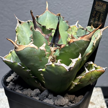 PLANET ROCK PLANTS