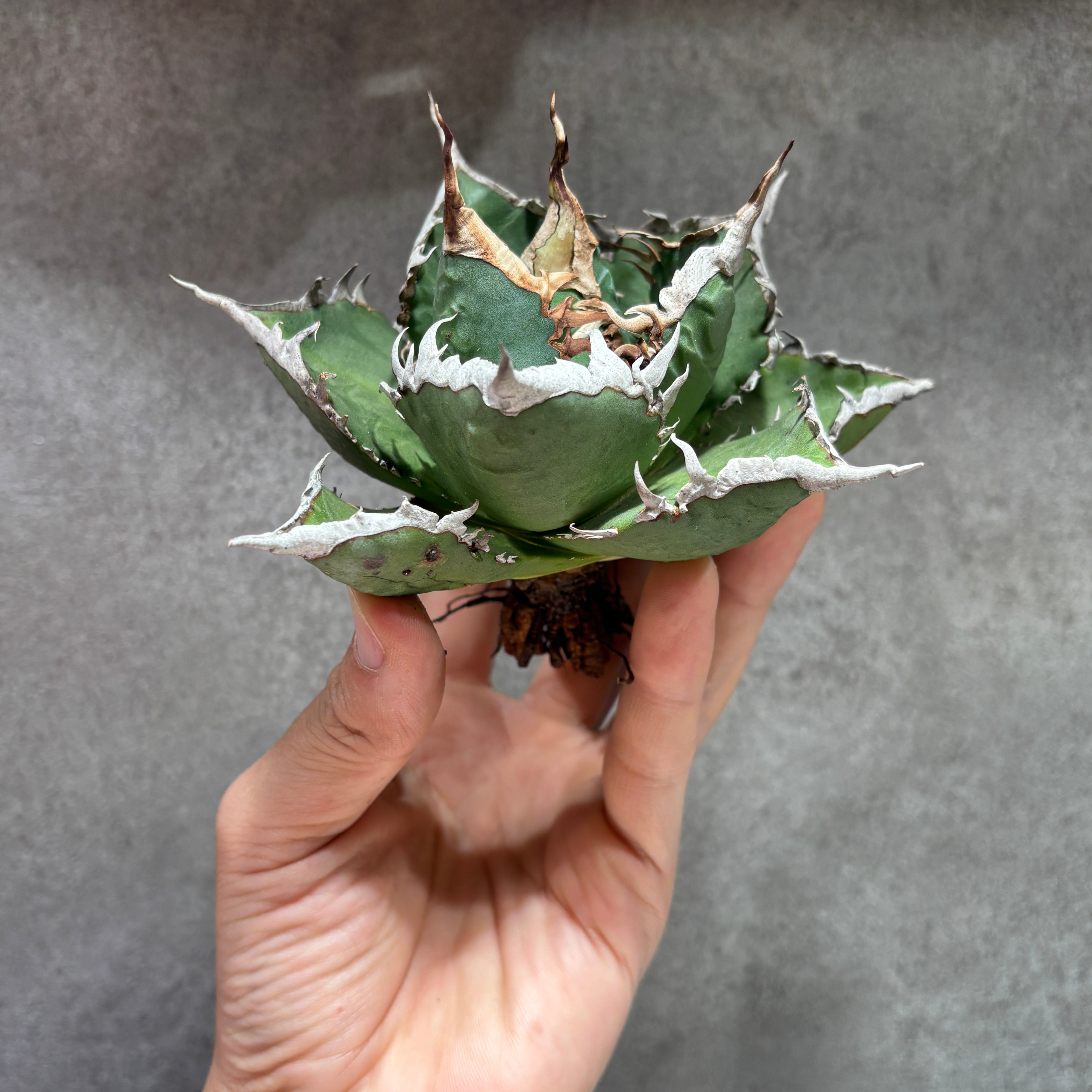 K68C185】【 海王 】※未発根株 | PLANET ROCK PLANTS
