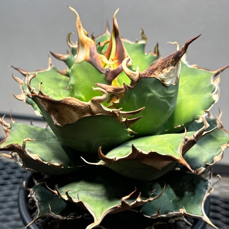 PLANET ROCK PLANTS