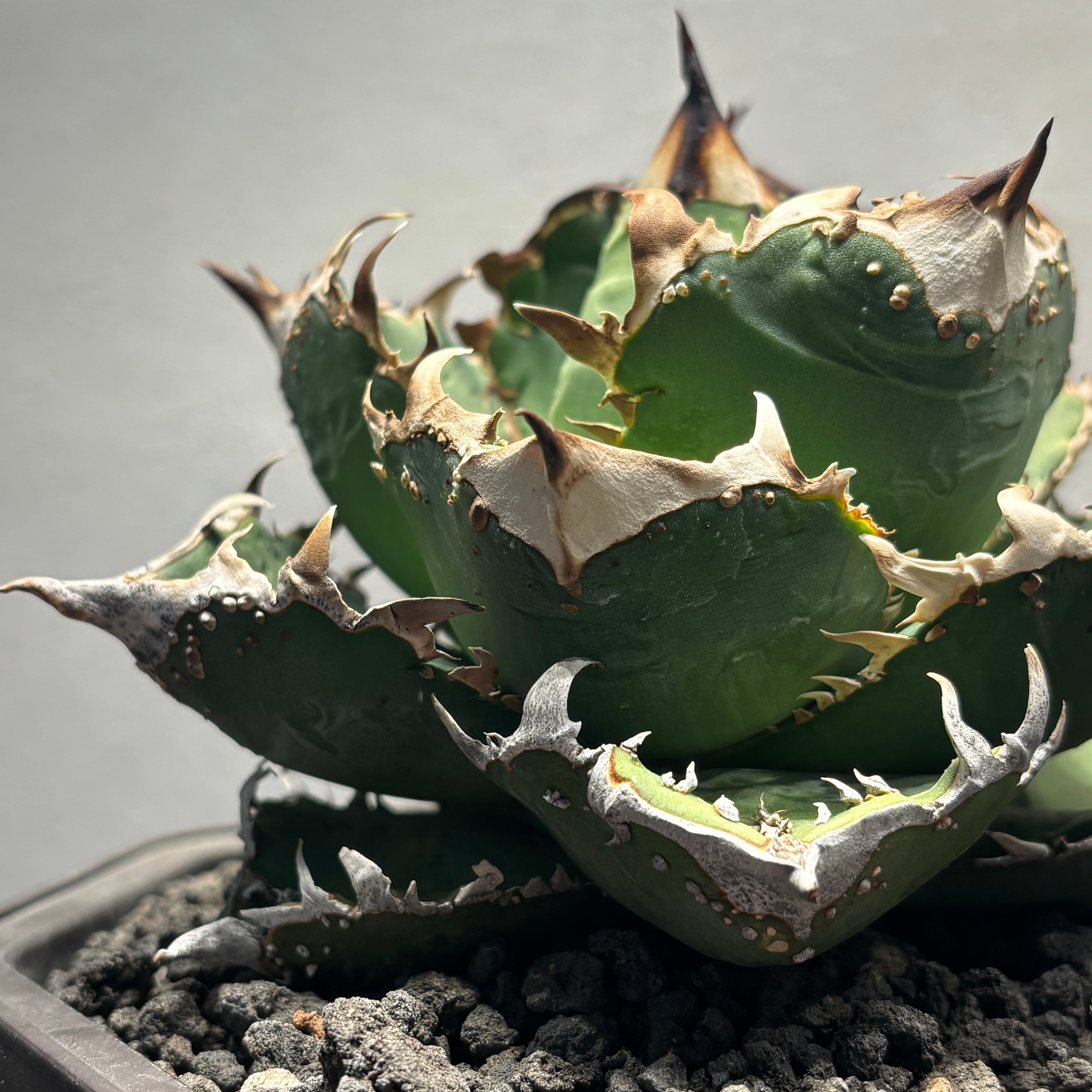K1815】【MS-NB】子株 ※発根済み | PLANET ROCK PLANTS