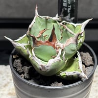 K68C185】【 海王 】※未発根株 | PLANET ROCK PLANTS