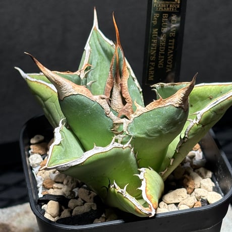 PLANET ROCK PLANTS