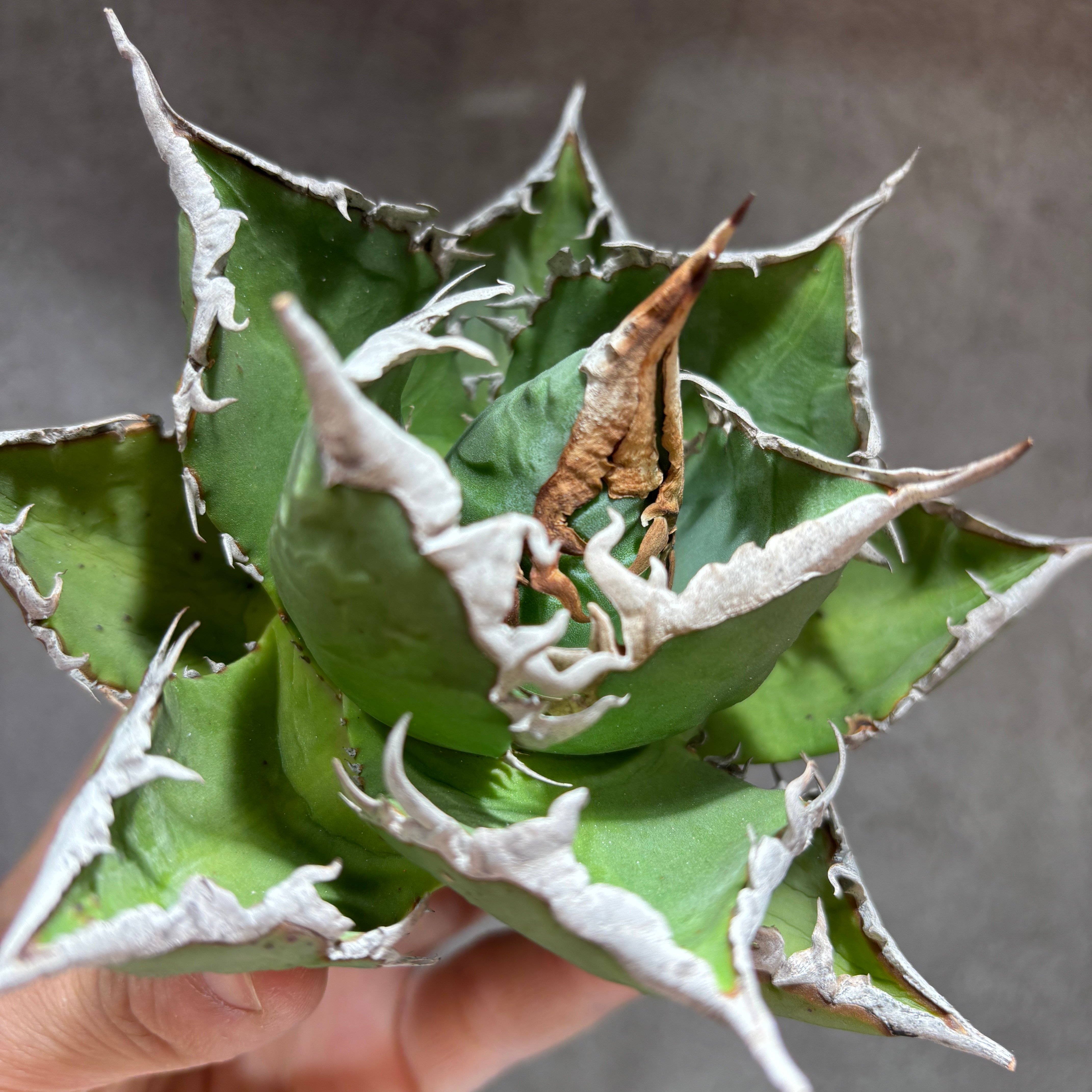 K68C184】【 海王 】※未発根株 | PLANET ROCK PLANTS