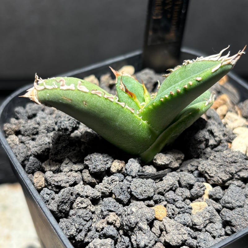 K1482】【MS-WV】子株 ※発根済み | PLANET ROCK PLANTS