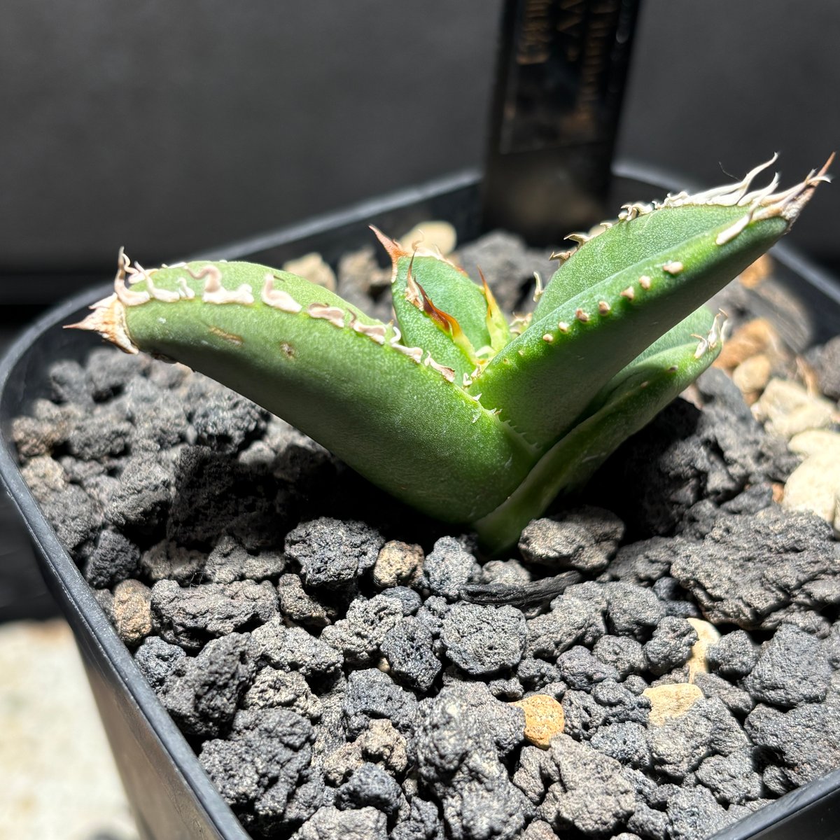 K1482】【MS-WV】子株 ※発根済み | PLANET ROCK PLANTS