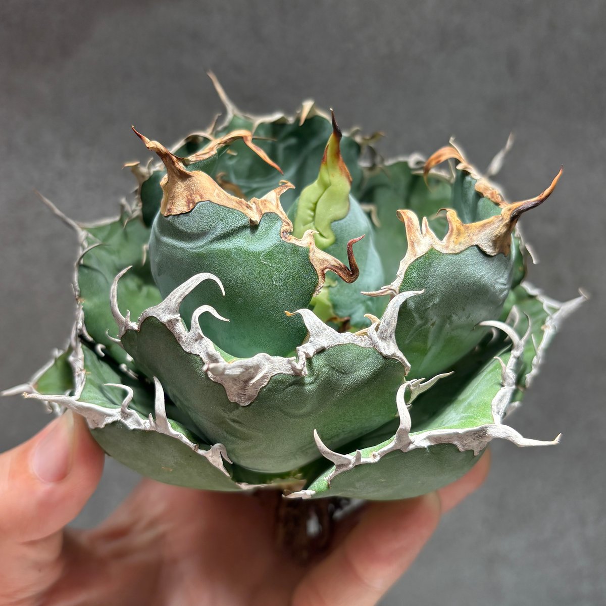 K68C028】【 白鯨 】※未発根株 | PLANET ROCK PLANTS