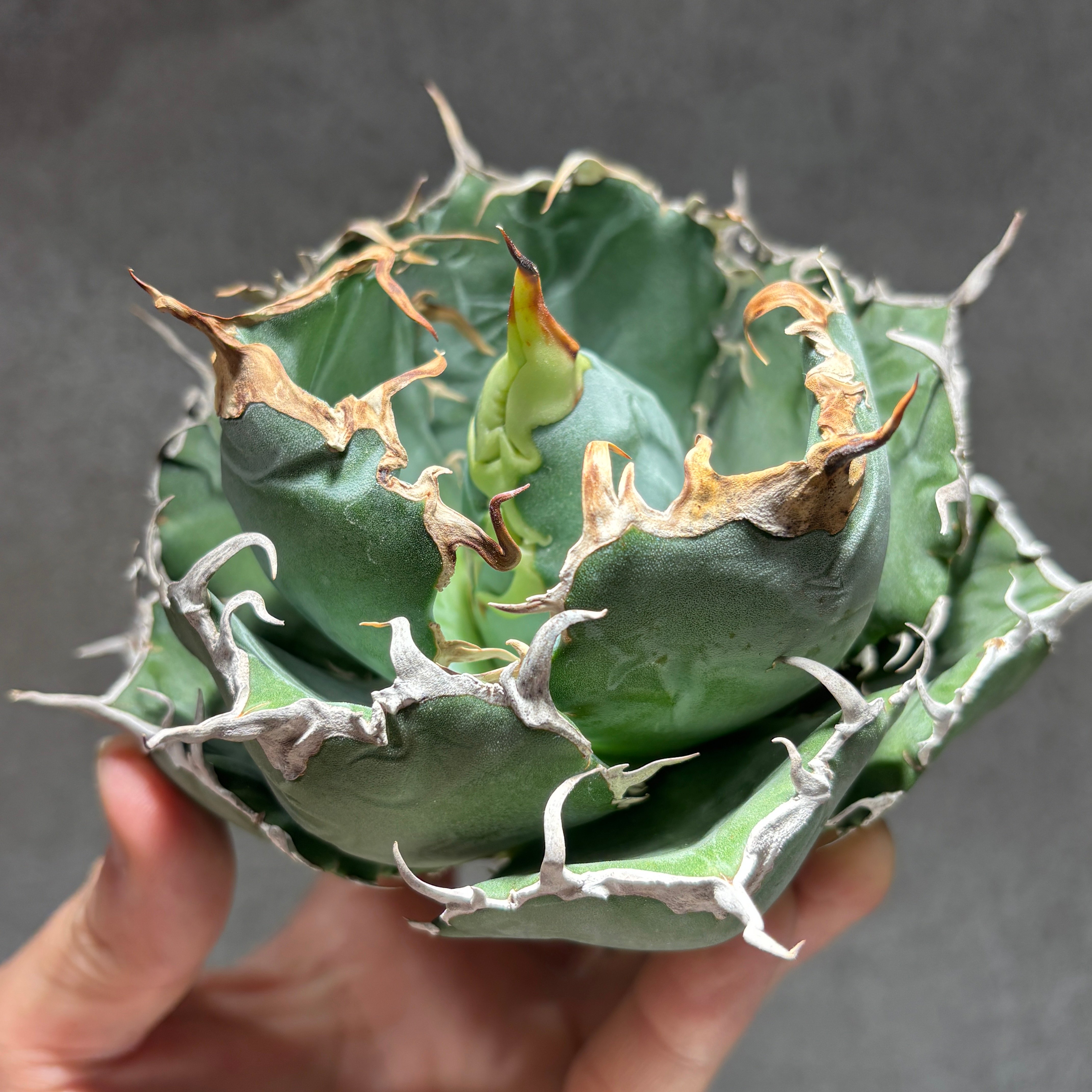 K68C028】【 白鯨 】※未発根株 | PLANET ROCK PLANTS