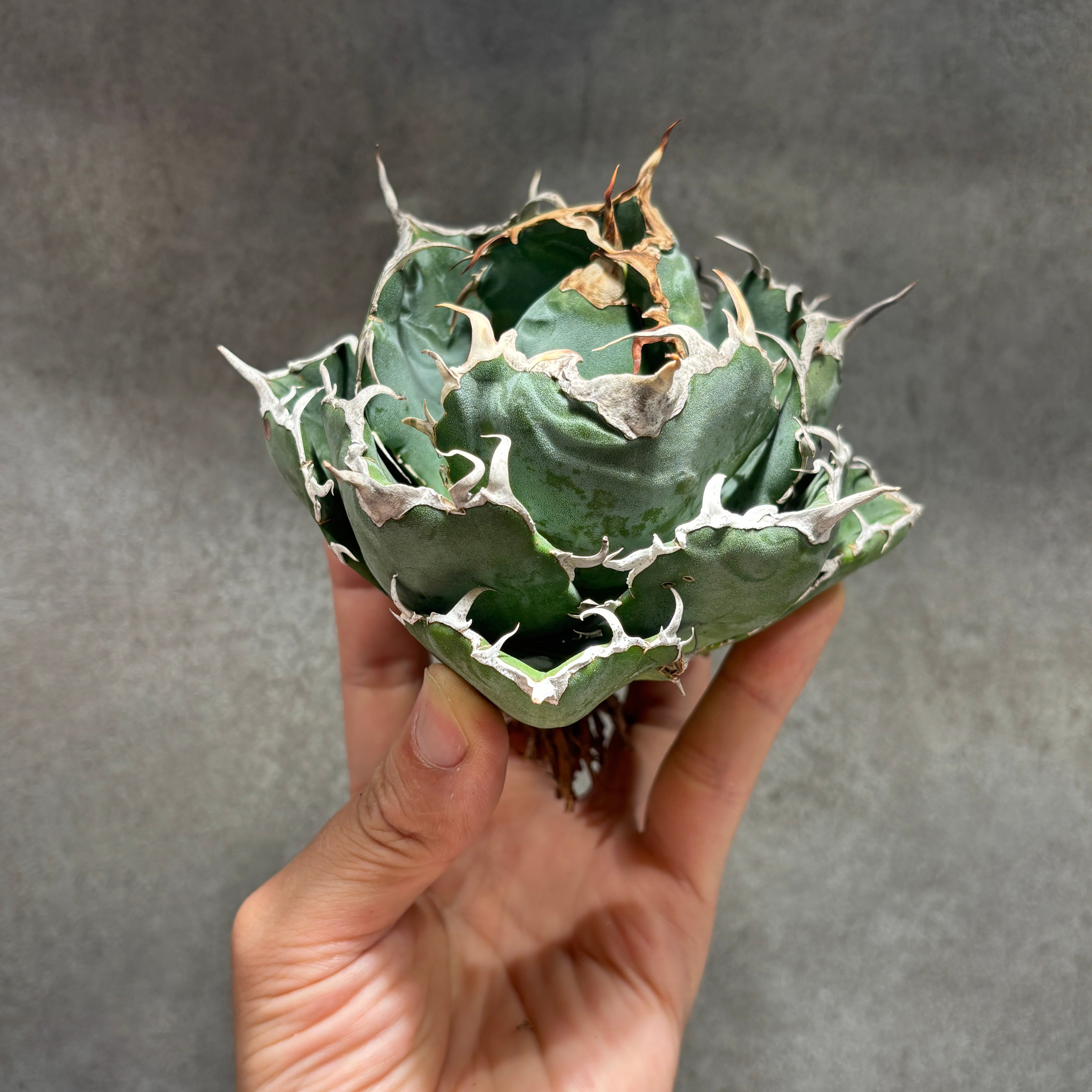 K68C029】【 白鯨 】※未発根株 | PLANET ROCK PLANTS