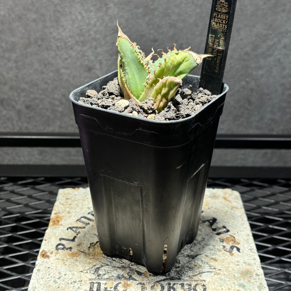K1816】【MS-NB】子株 ※未発根株 | PLANET ROCK PLANTS