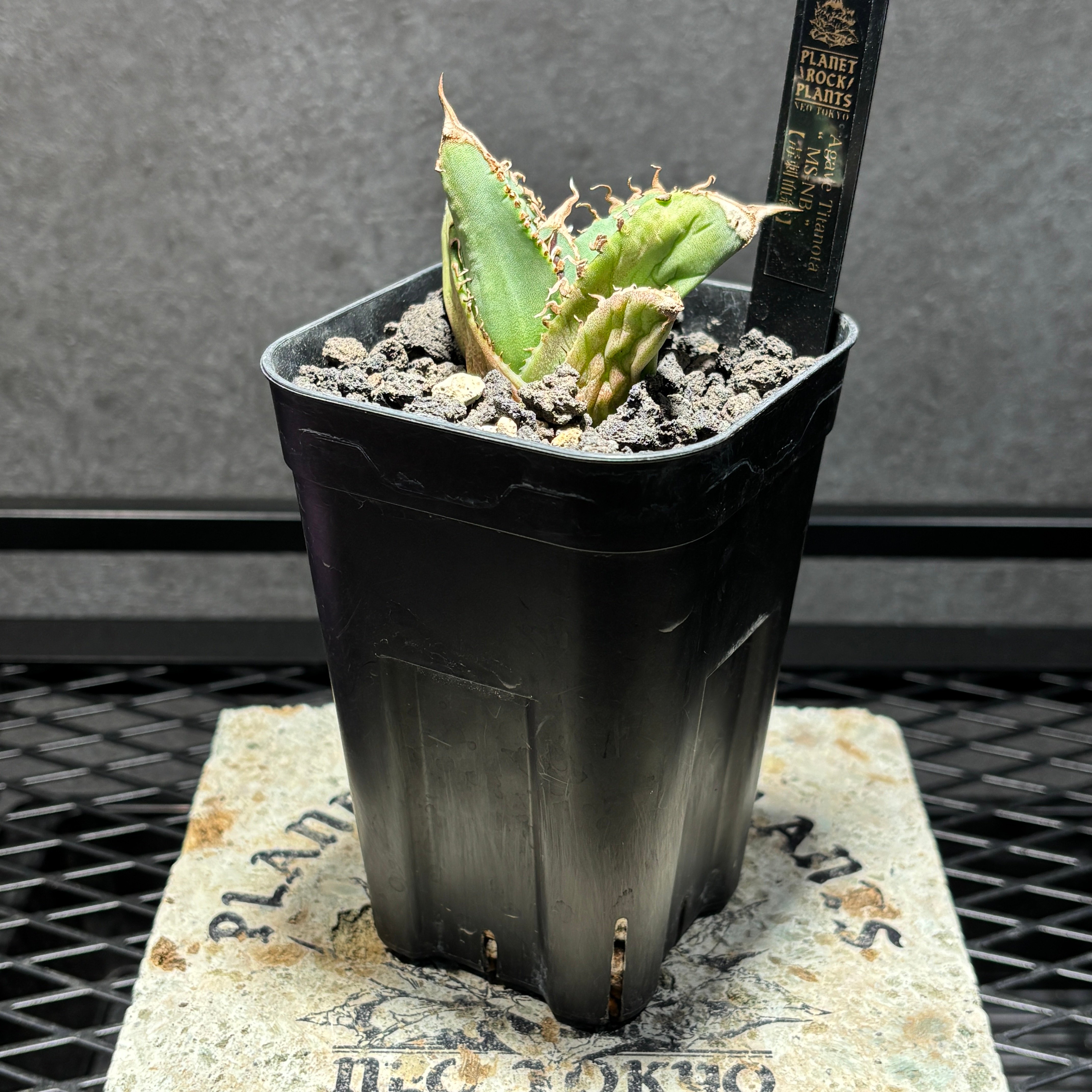 K1816】【MS-NB】子株 ※未発根株 | PLANET ROCK PLANTS