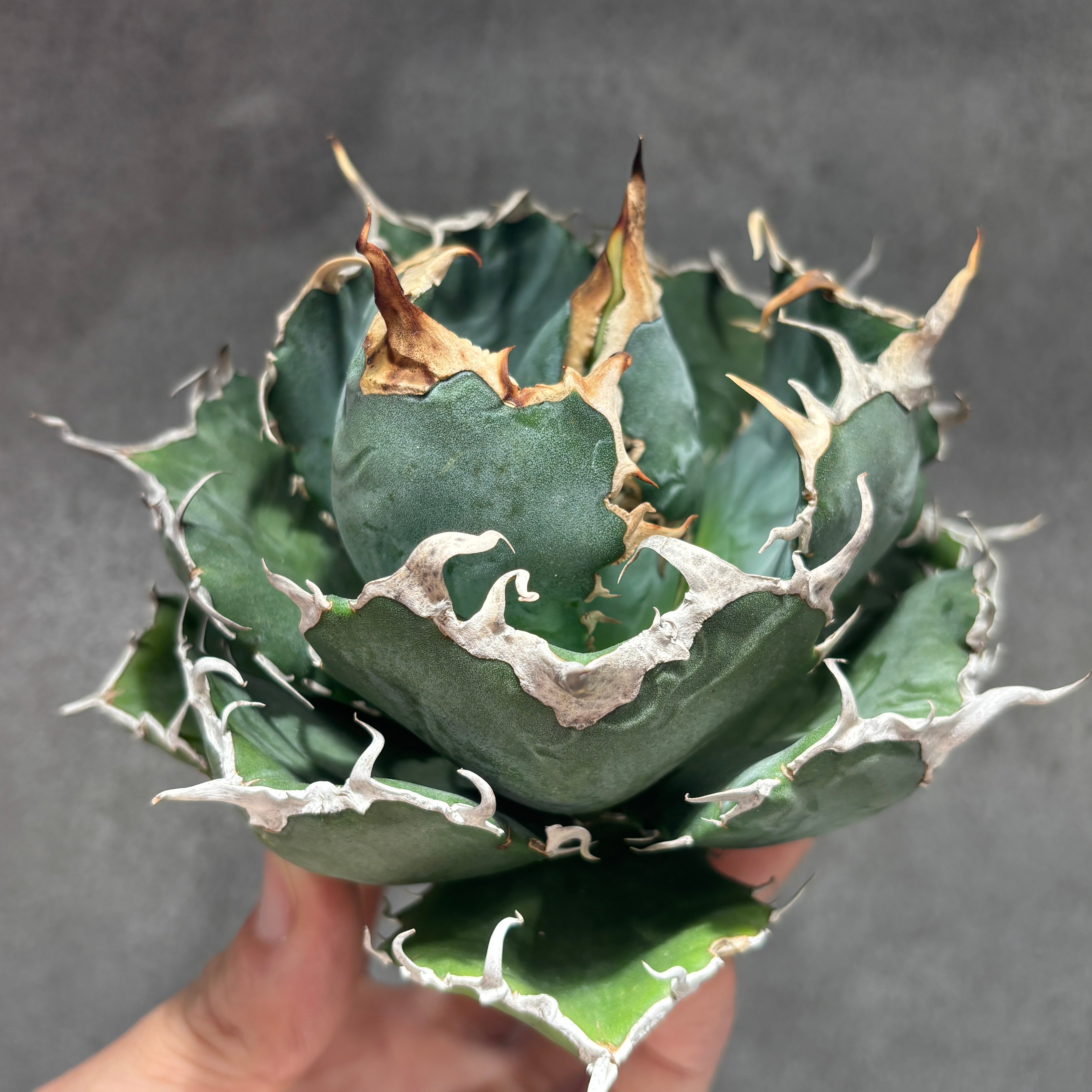 K68C030】【 白鯨 】※未発根株 | PLANET ROCK PLANTS
