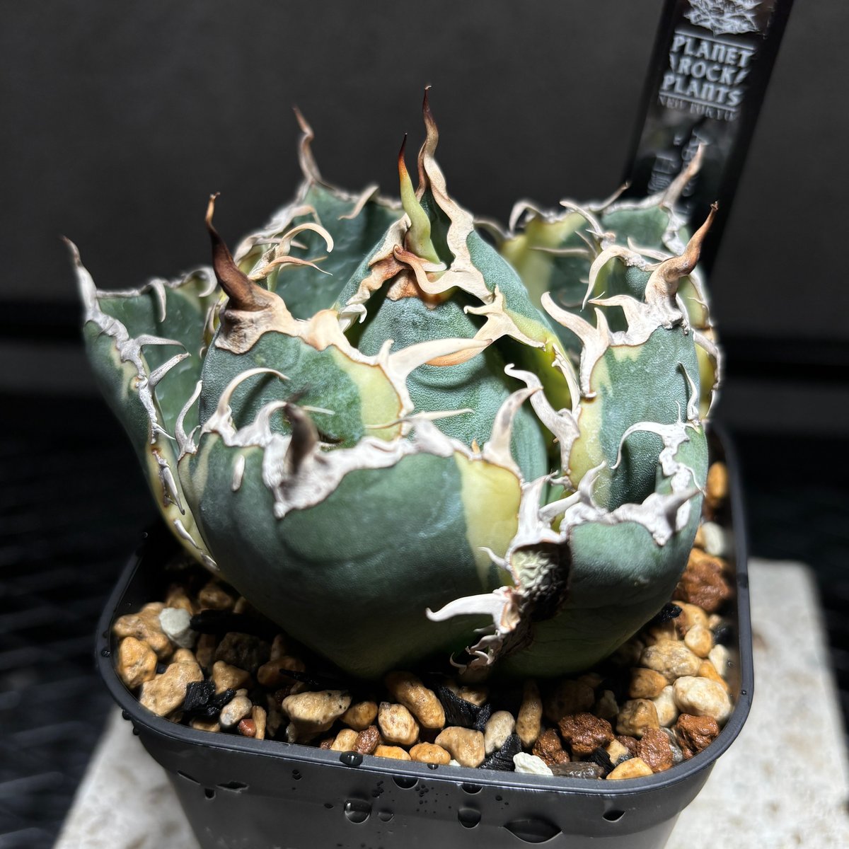 K68C287】【 白鯨錦 】※発根管理株 | PLANET ROCK PLANTS