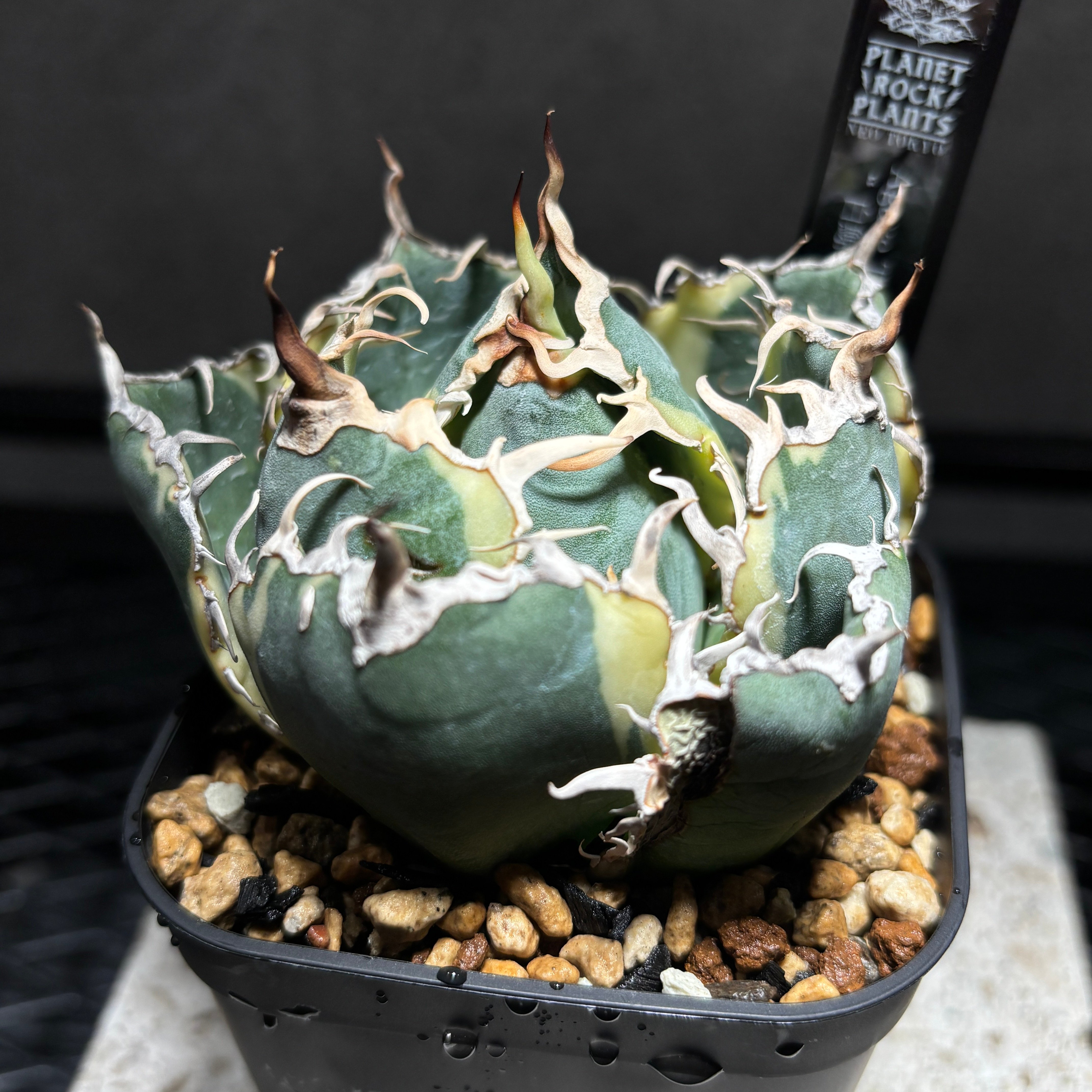 K68C287】【 白鯨錦 】※発根管理株 | PLANET ROCK PLANTS