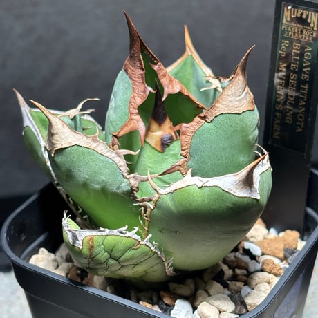 PLANET ROCK PLANTS