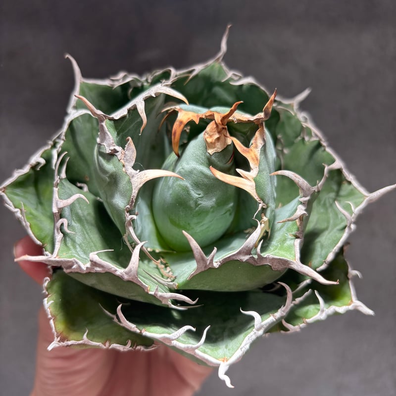 K68C031】【 白鯨 】※未発根株 | PLANET ROCK PLANTS