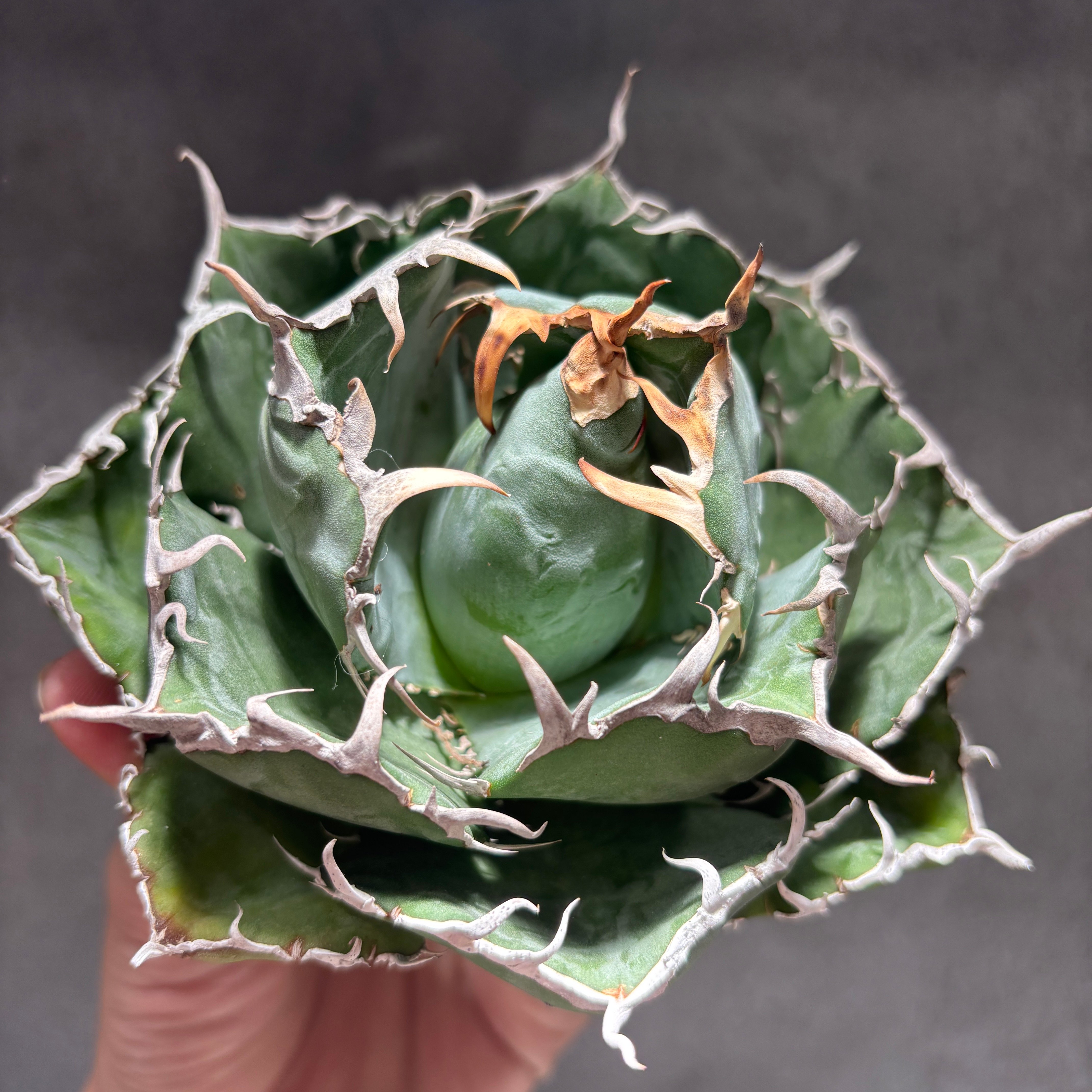 K68C031】【 白鯨 】※未発根株 | PLANET ROCK PLANTS