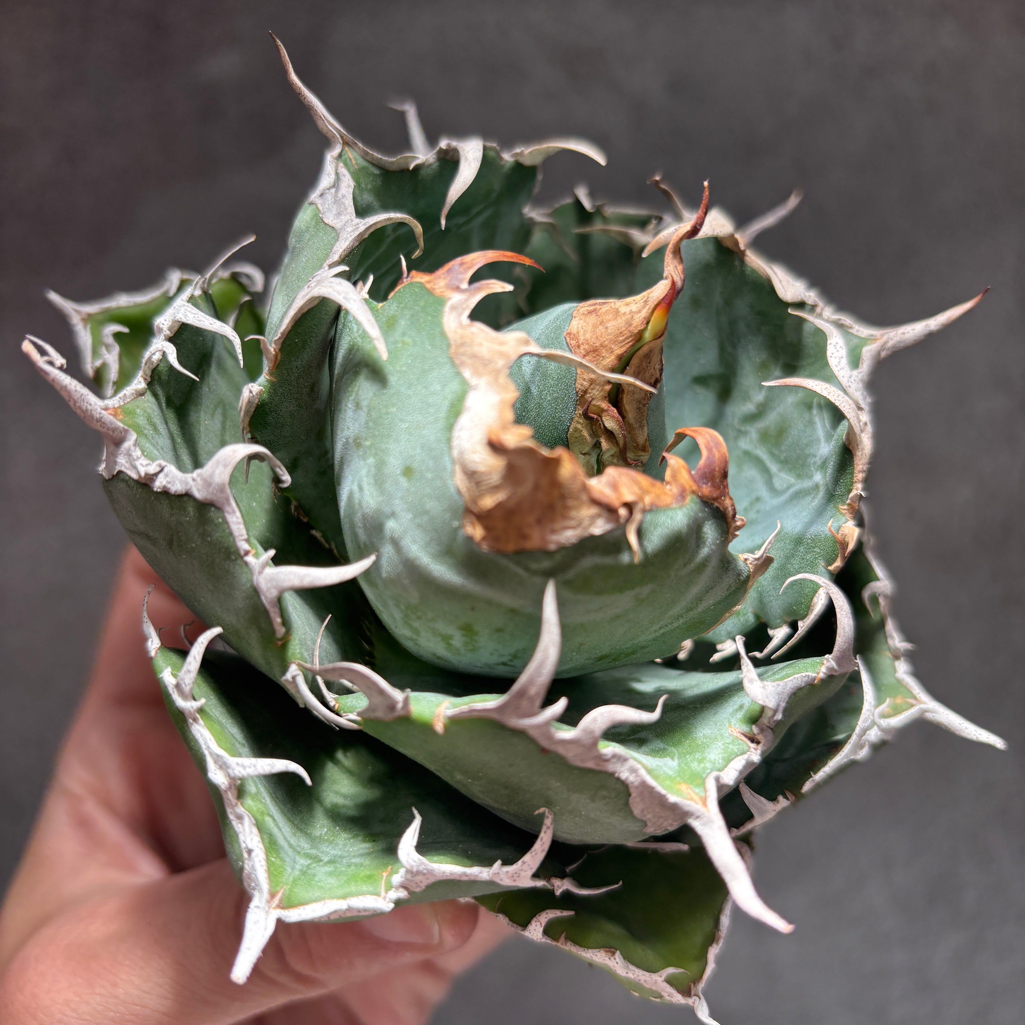 K68C032】【 白鯨 】※未発根株 | PLANET ROCK PLANTS